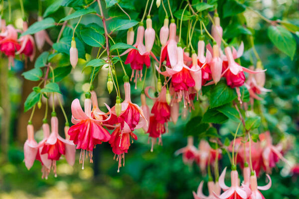 Najlepše cveće za viseće korpe! Nezahtevna biljka obožava hlad, a ukrašavaće vašu terasu ili dvorište celo leto