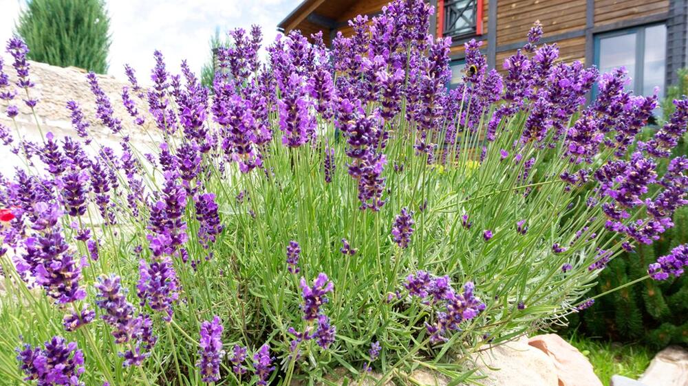 U MAJU LAVANDU TREBA PRIPREMITI ZA SEZONU RASTA I CVETANJA 