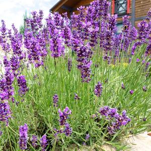 Šta treba uraditi s lavandom početkom maja? Novi izdanci će se pojaviti svaki dan, a od cveta nećete videti listove