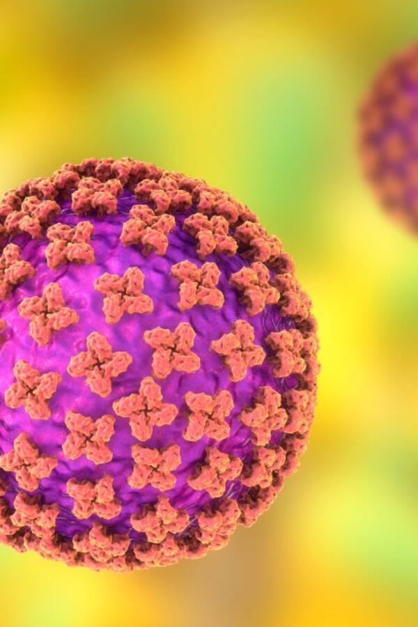 Šta je hantavirus i kako se prenosi i leči? "Batut" objasnio šta moramo da znamo o infekciji koja je uznemirila svet