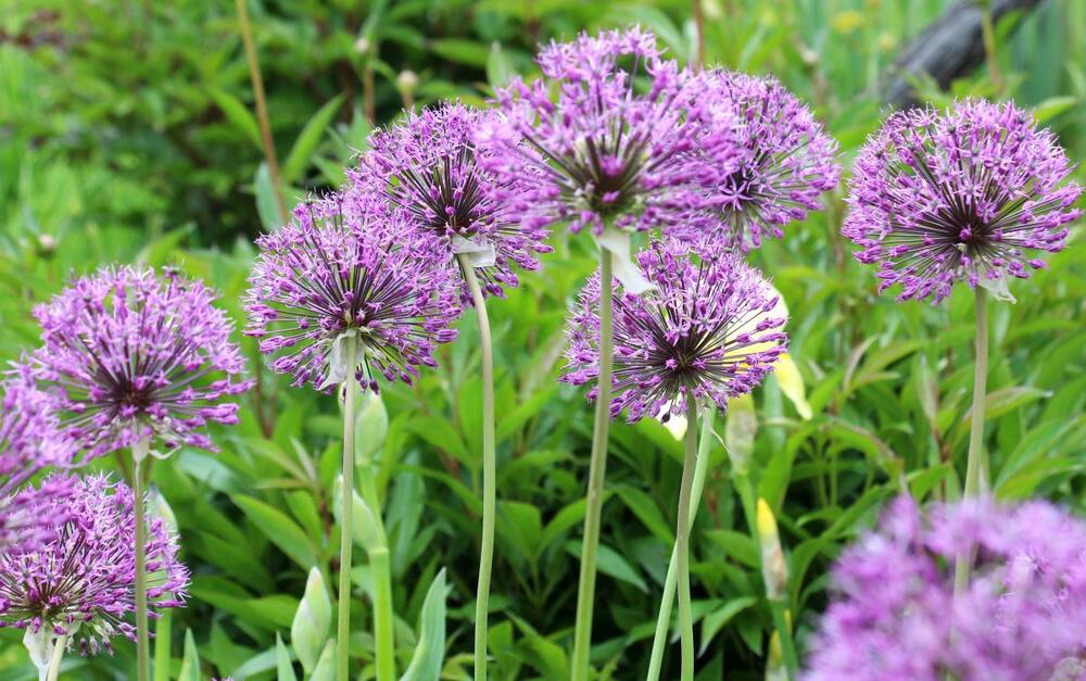Alium