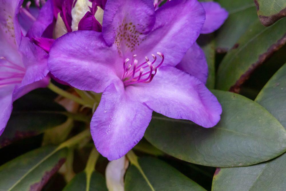 Ljubičasti rododendron