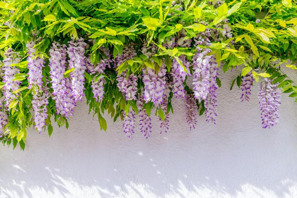 foto: Shutterstock/nnattalli