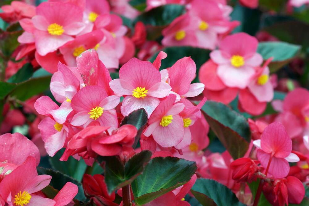 foto: Shutterstock/Tohuwabohu 1976