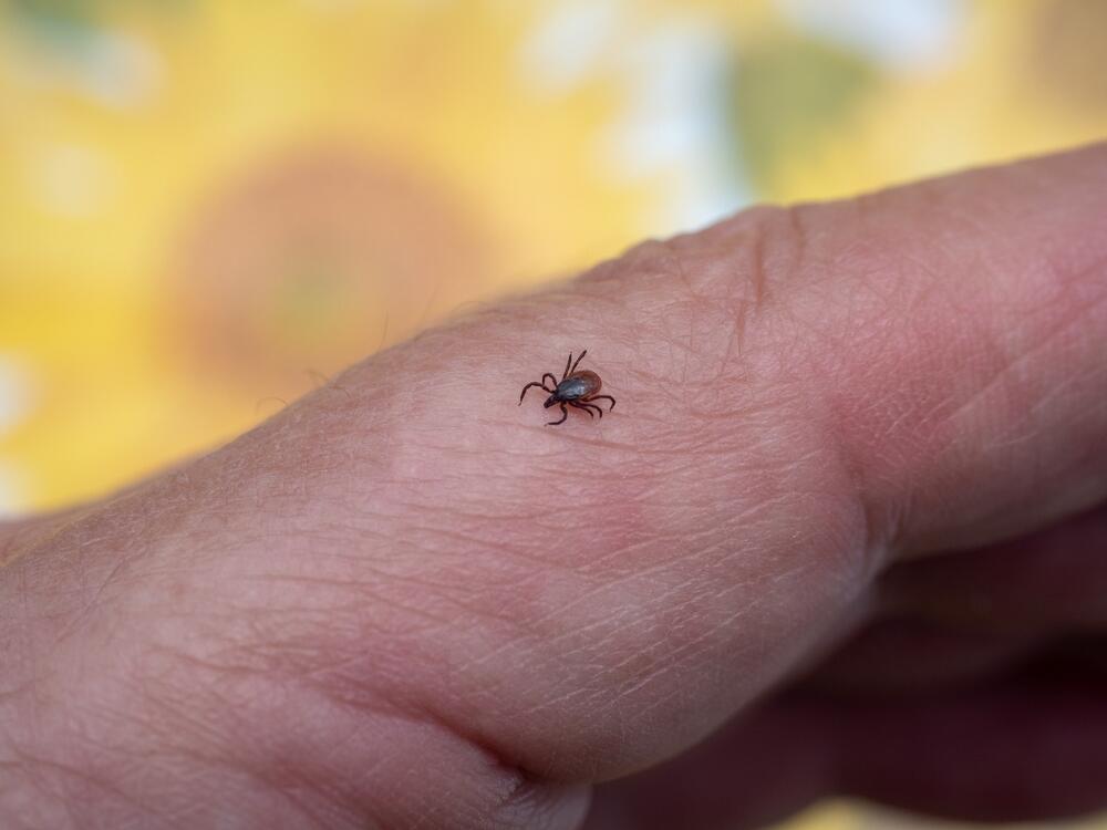 Lajmska bolest je ozbiljna infekcija koju izaziva bakterija Borrelia burgdorferi, a prenosi je ubod zaraženog krpelja.