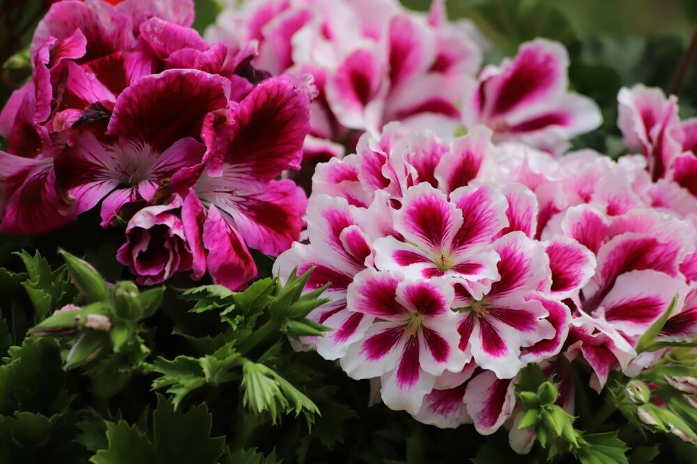 Kraljevske muškatle su poznate i kao engleske muškatle ili pelargonije