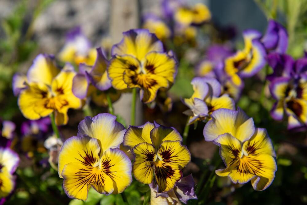 foto: Shutterstock/Tom Meaker