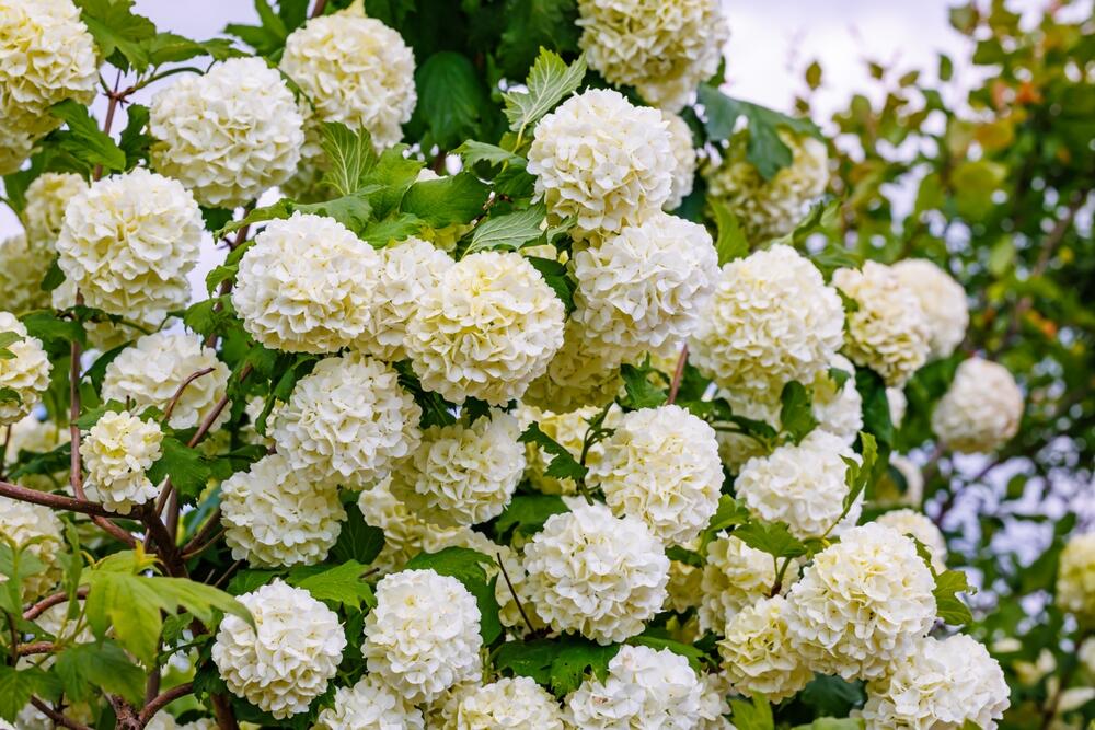 Viburnum opulus ima bele cvetove, a potom razvija crvene bobice