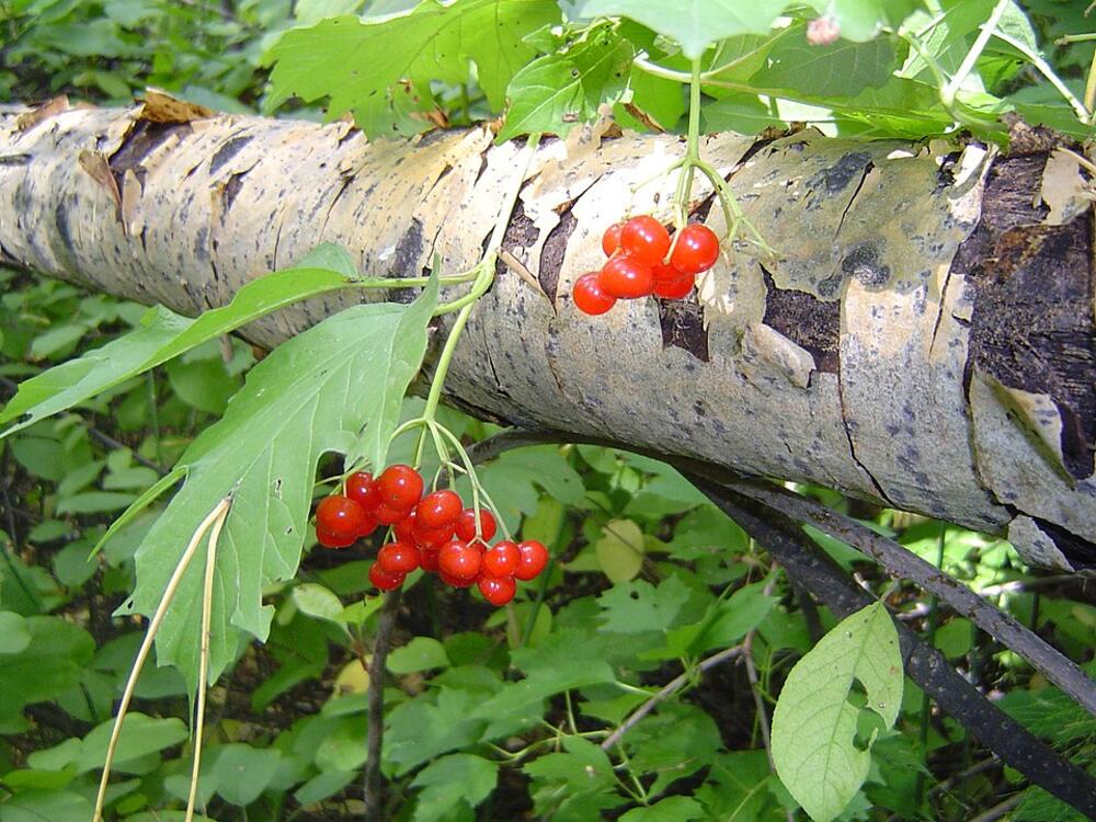 Snežna grudva razvija prelepe crvene bobice, zbog kojih je zovu i crvena kalina ili crvena hudika