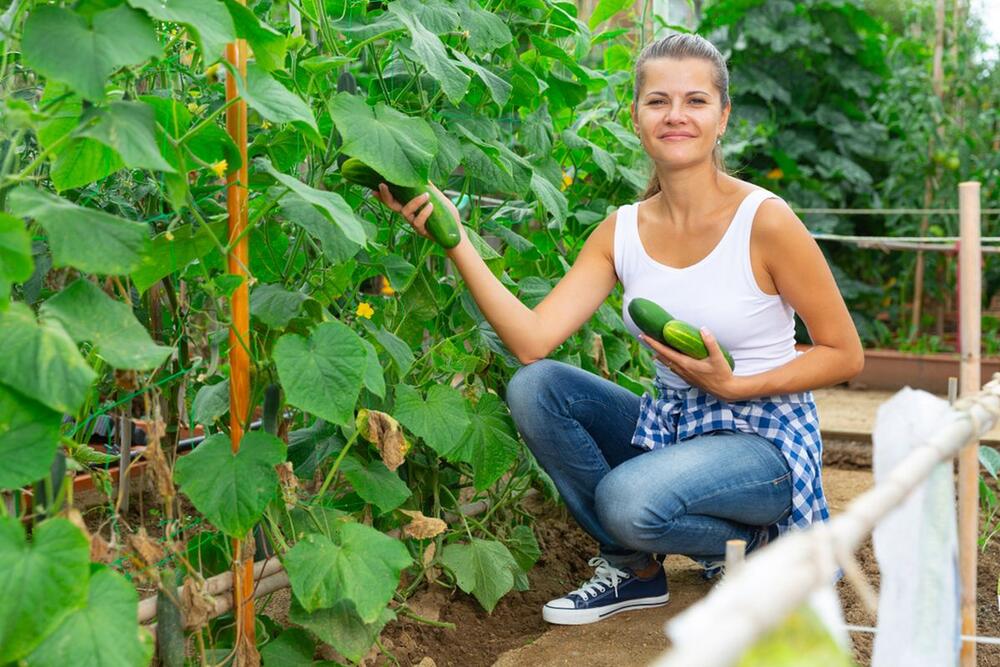 SUPER SAVETI ZA RAST KRASTAVACA U BAŠTI 