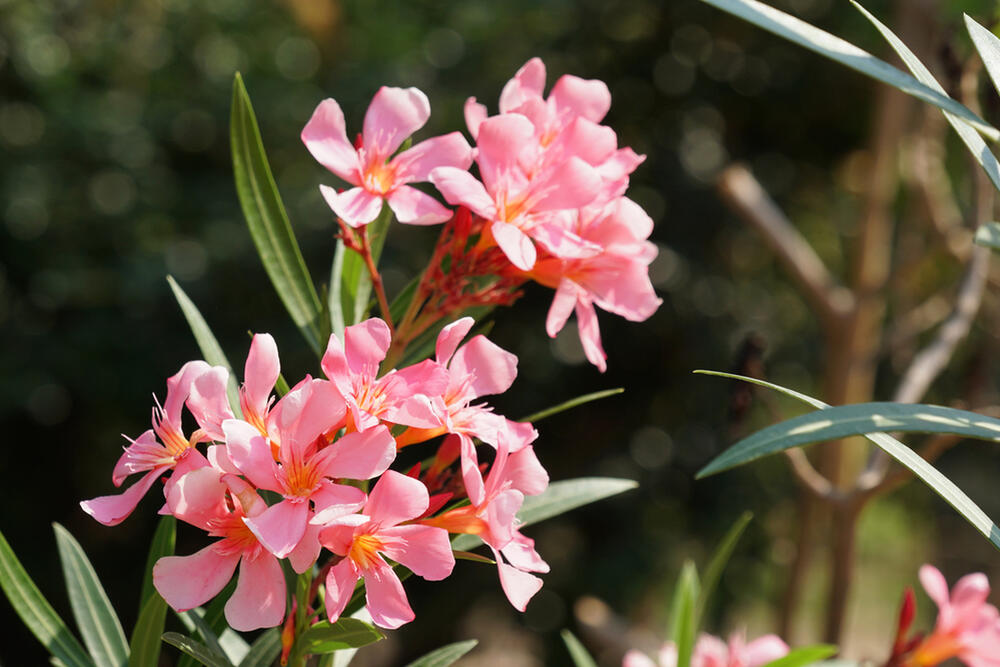 foto: Shutterstock / Doikanoy