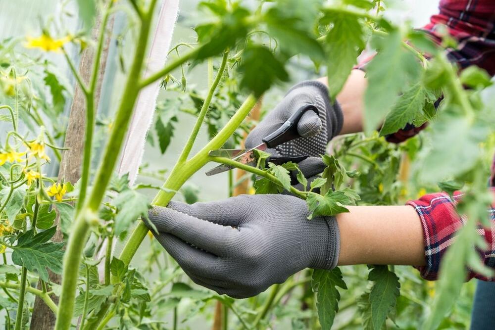 PRAVILNO UKLANJANJE ZAPERAKA JE NEOPHODNO DA BI SE RAZVIO PLOD 