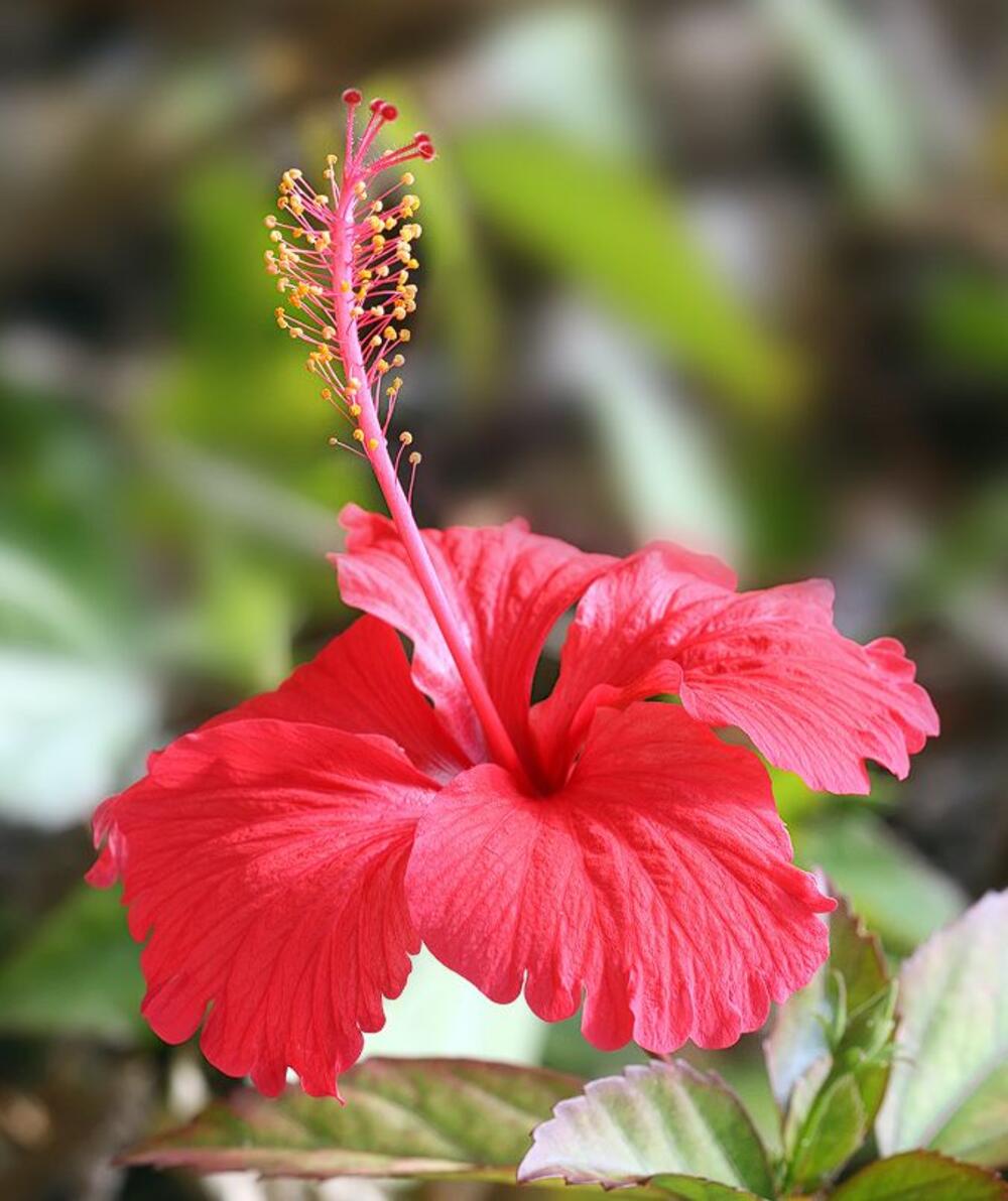 Cvet hibiskusa