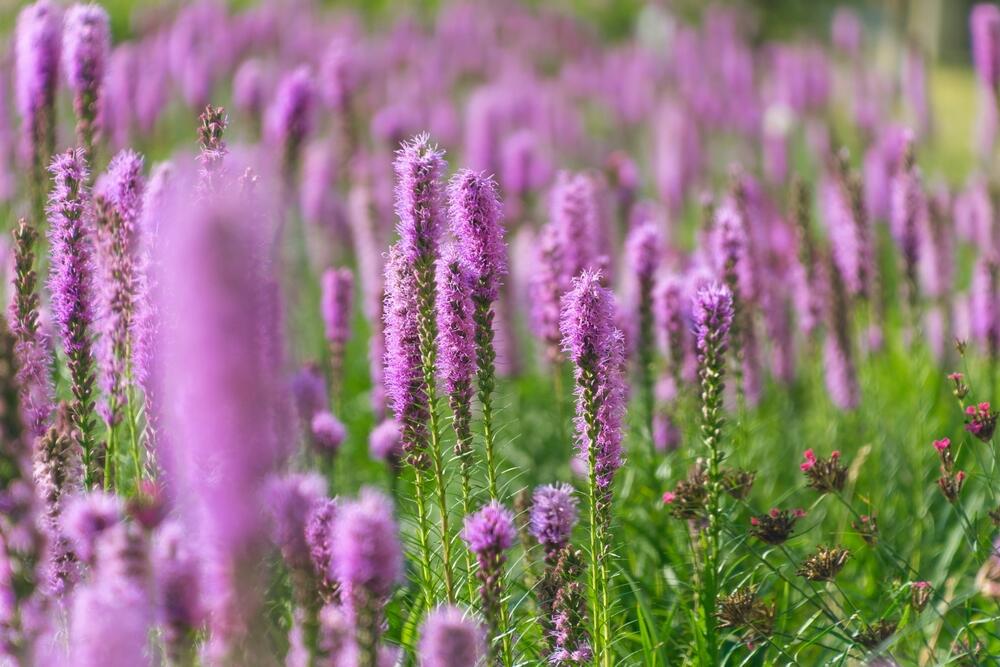Liatris spicata kobold je višegodišnja listopadna biljka 