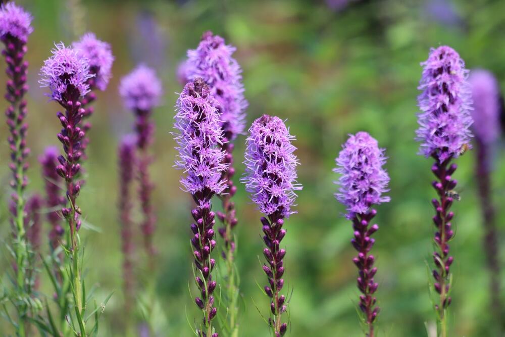  Liatris spicata cveta od juna do avgusta