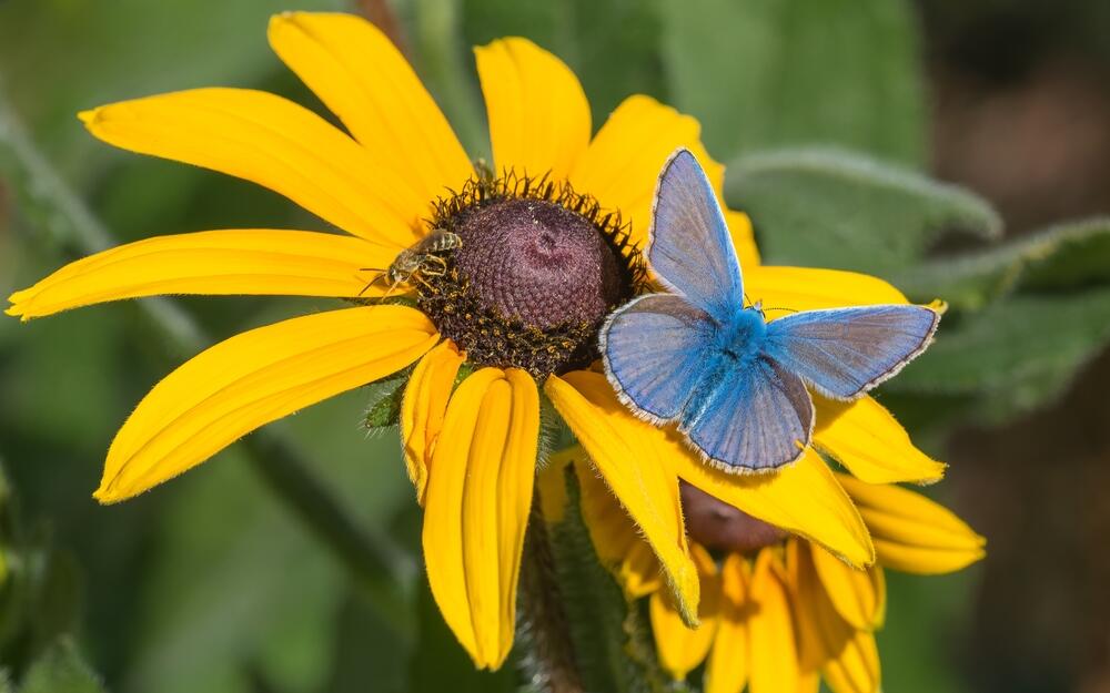Rudbekija privlači oprašivače