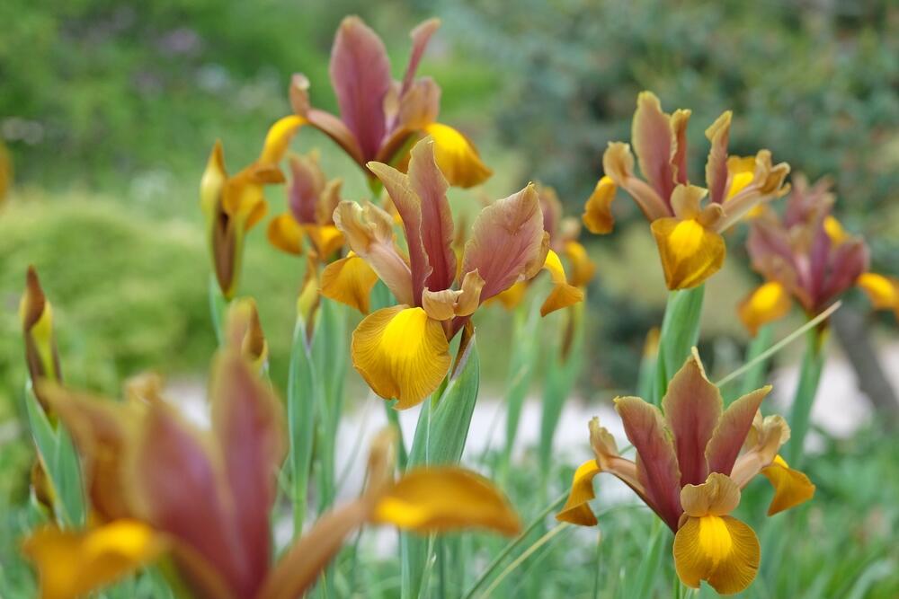 Raznobojni iris u bašti