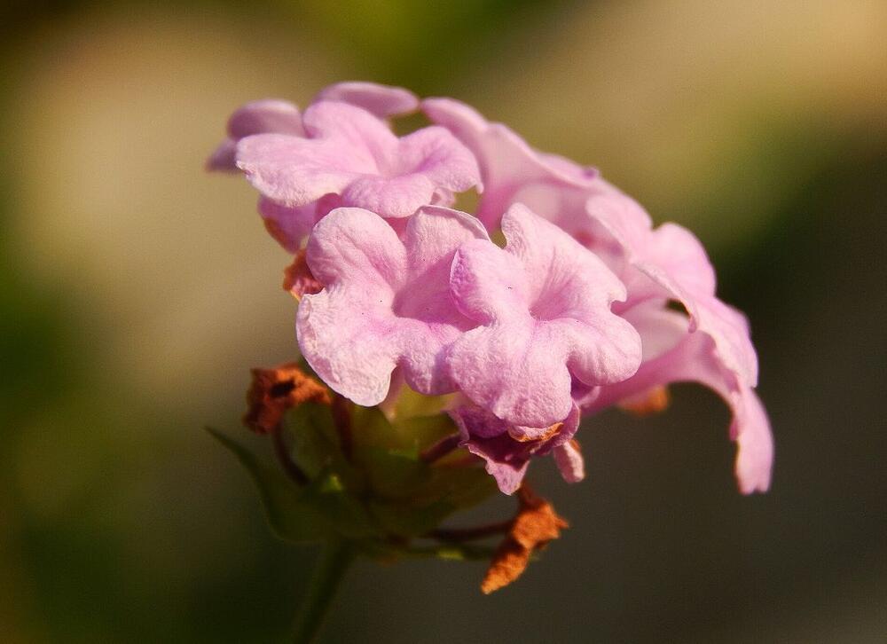 Svetloružičasta lantana