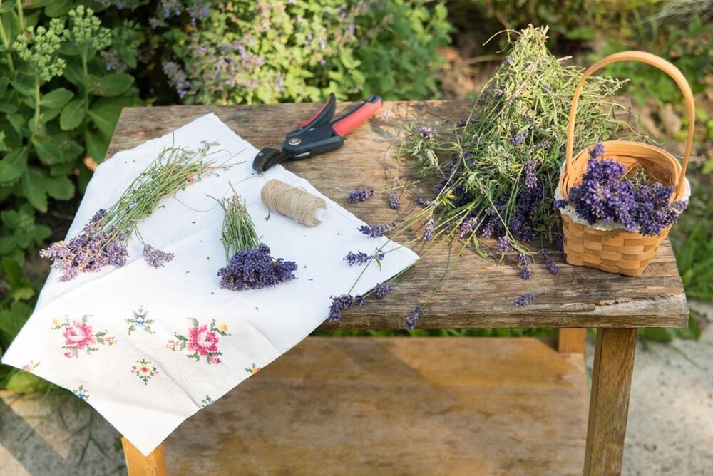 LAVANDA SE LAKO SUŠI AKO ZNATE POSTUPAK 