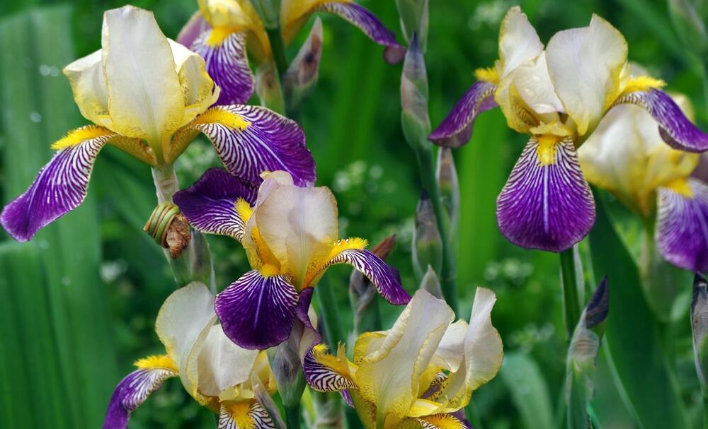 Perunike, Iris