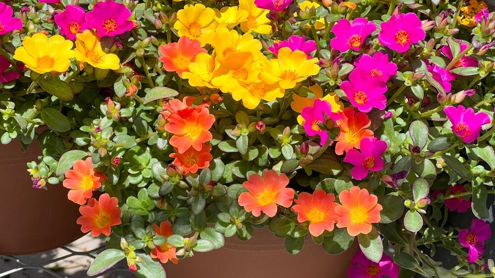 Sorta Portulaca grandiflora u saksiji