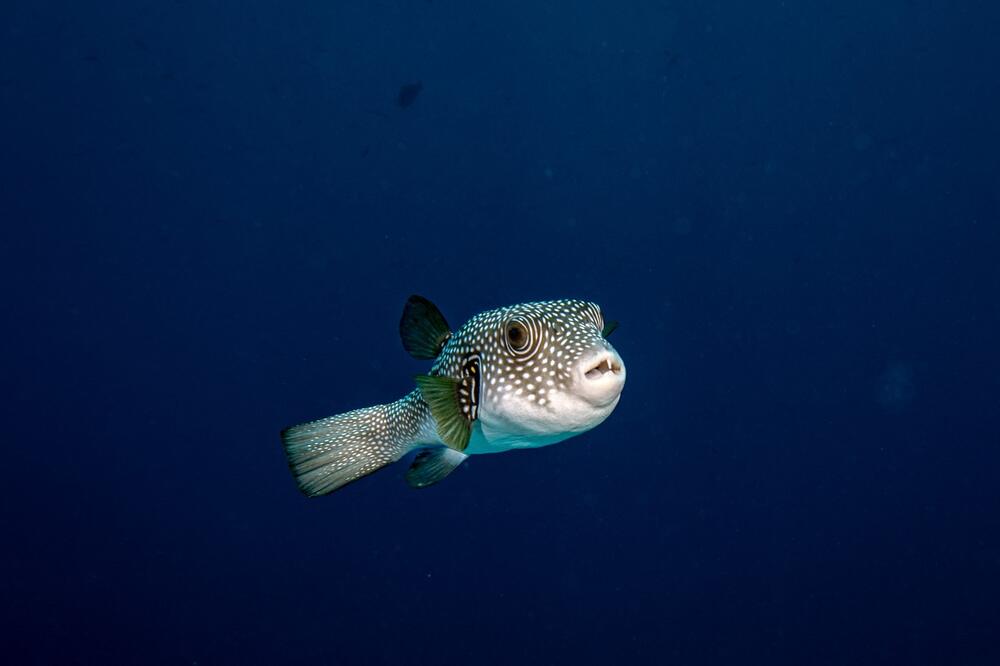 Riba-zec (lat. Lagocephalus sceleratus) sve se uspešnije širi Sredozemljem.