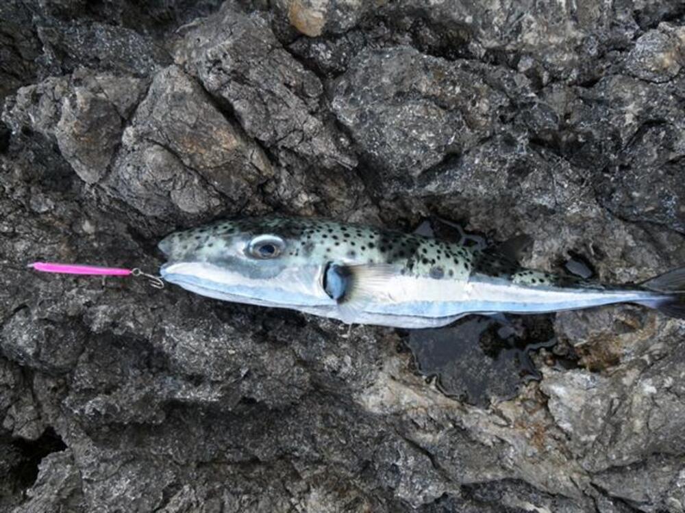 Riba-zec (lat. Lagocephalus sceleratus) sve se uspešnije širi Sredozemljem.