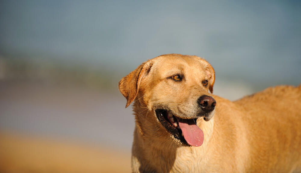 foto: Shutterstock/everydoghasastory