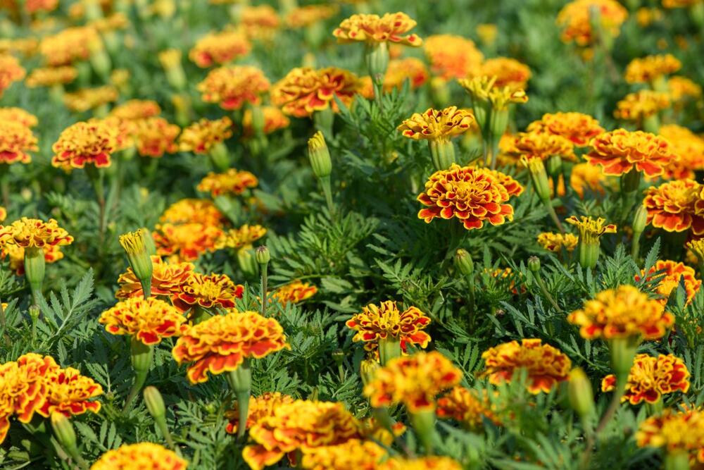 foto: Shutterstock/kwanchai.c