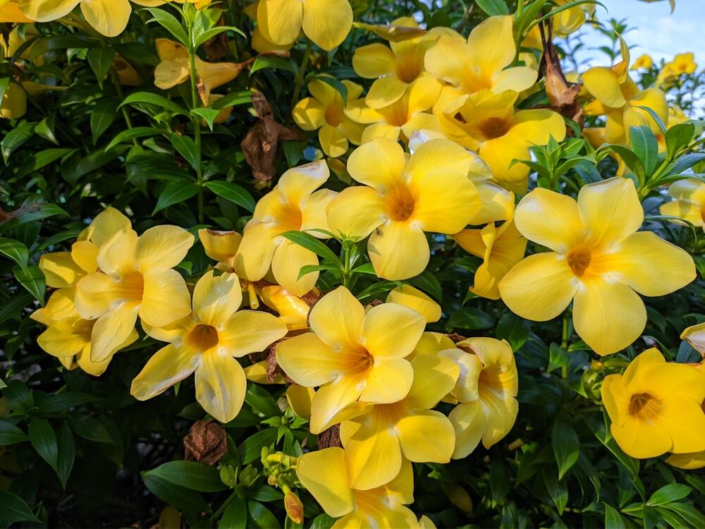 Zlatna truba (Allamanda cathartica), ukrasna biljka poreklom iz Brazila, Bolivije, Venecuele...
