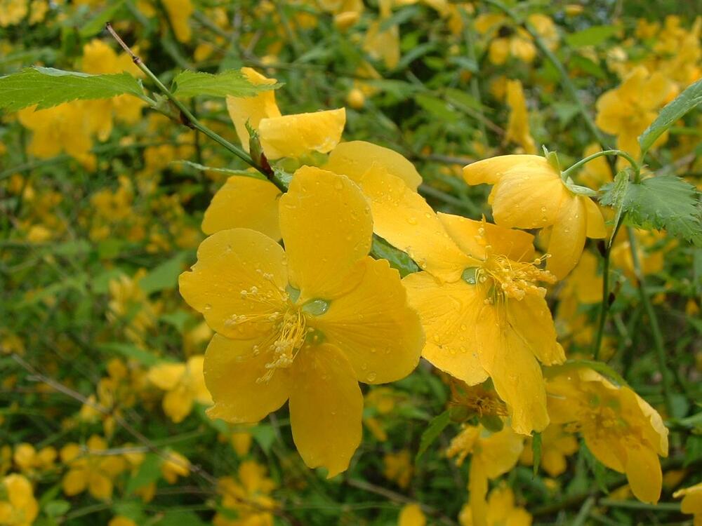 Žuta, japanska kerija (lat. Kerria japonica)