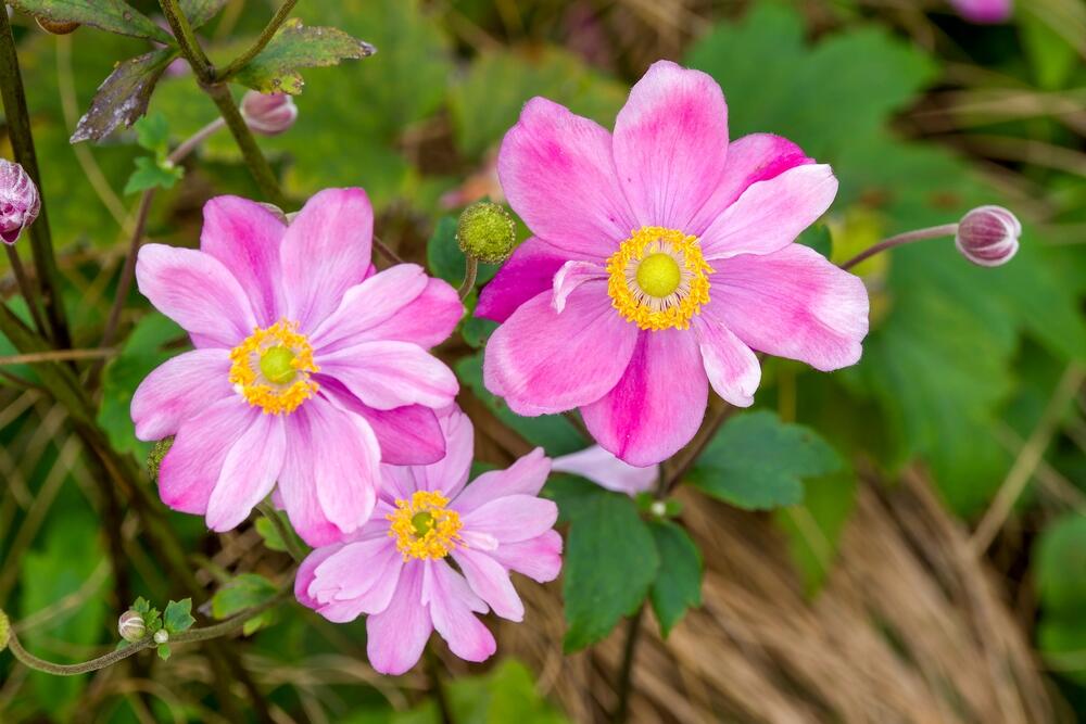Hibrih japanske anemone (Eriocapitella × hybrida) u bašti