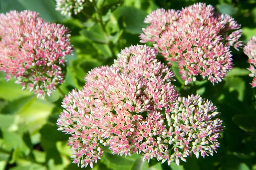 foto: Shutterstock/Vasylchenko