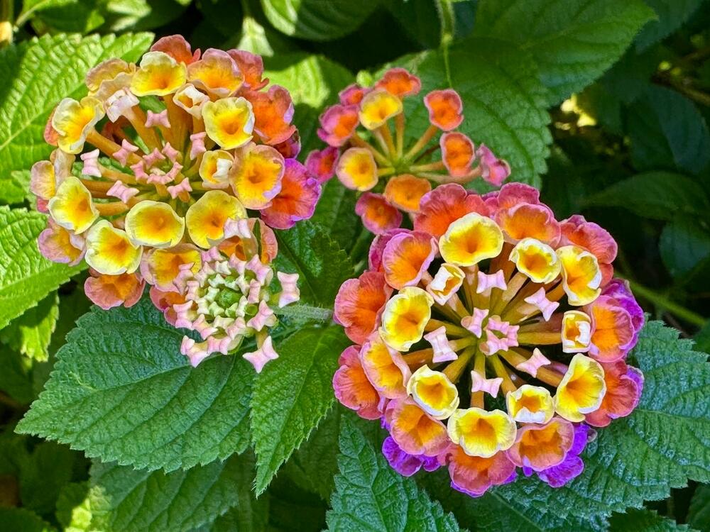 Raznobojna lantana ((lat. Lantana camara) u bašti