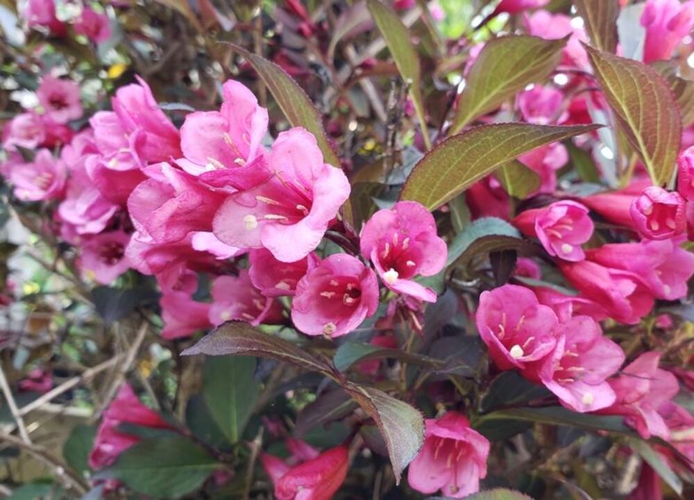 Popularna sora vajgele Weigela florida Wine & Roses