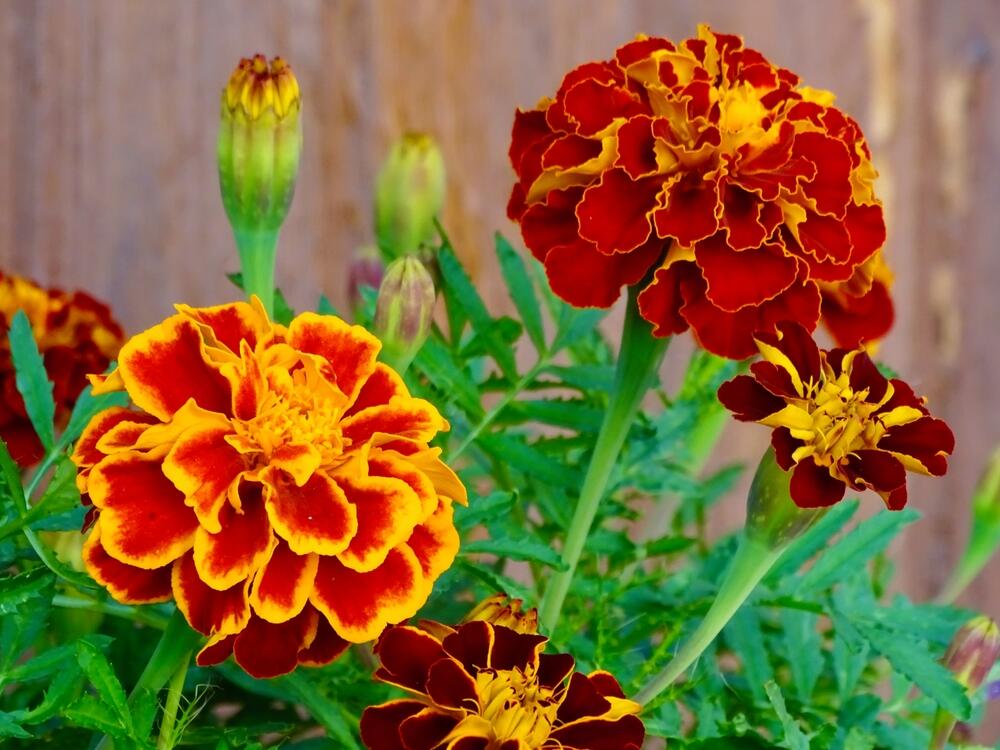 Kadifica (Tagetes erecta, Tagetes patula nana) daje malo vatre bašti svojim intenzivnim bojama