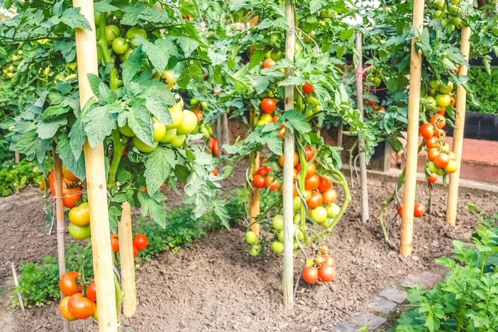foto: Shutterstock / Sina Ettmer Photography