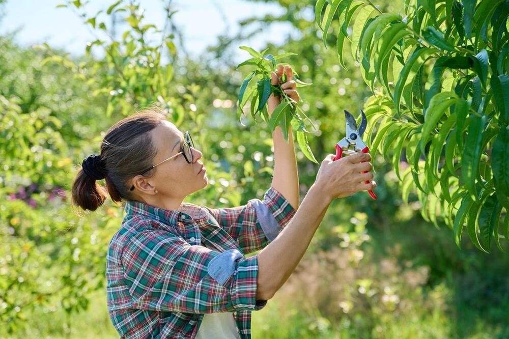 foto: Shutterstock / VH-studio