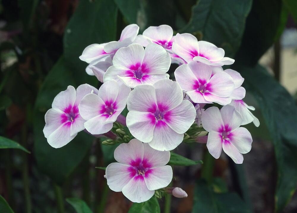 Beli cvetovi floksa