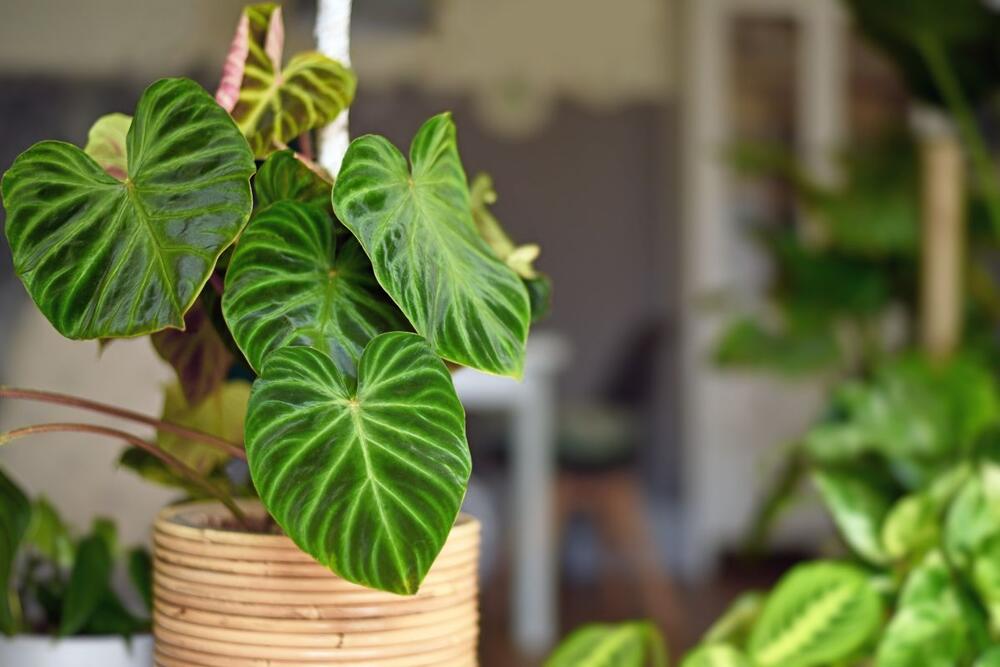 Filodendron s prelepim, prošaranim listovima
