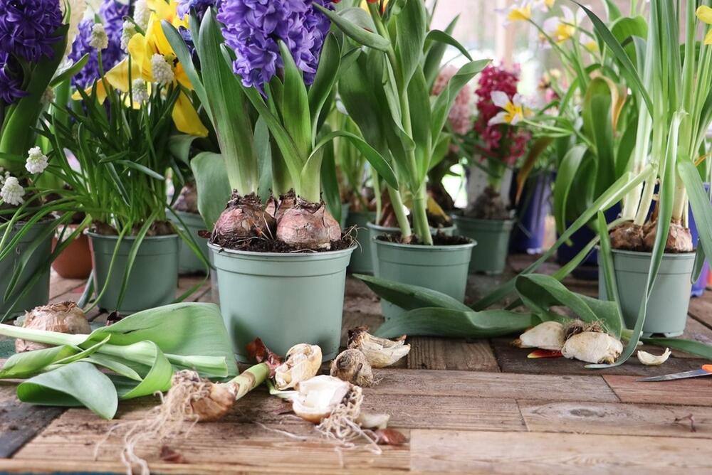 foto: Shutterstock / Yuliia24