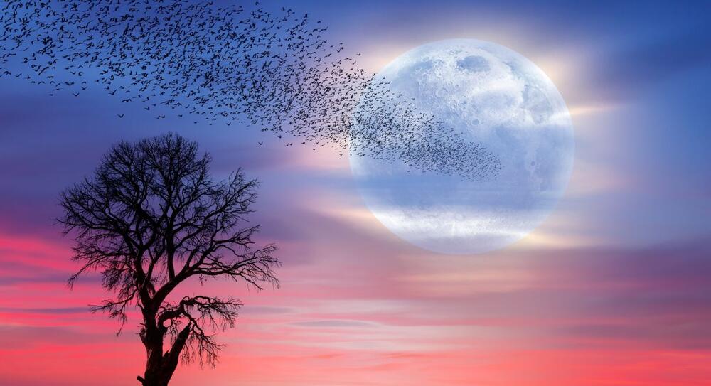 foto: Shutterstock/muratart