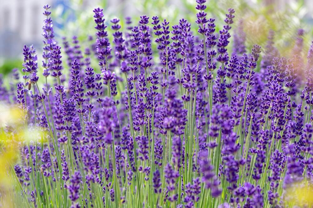 foto: Shutterstock/Iva Vagnerova
