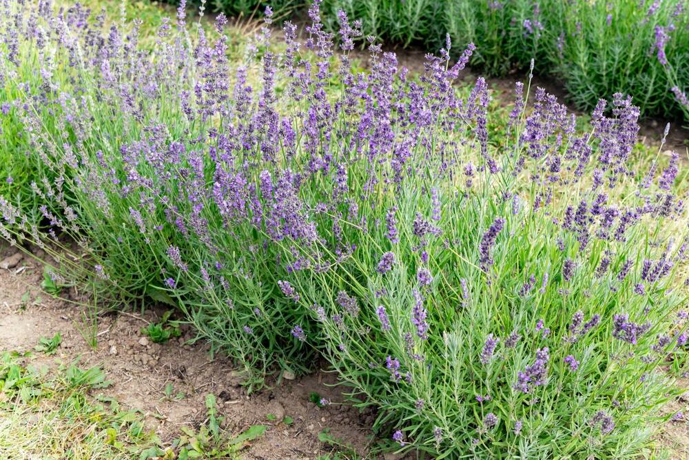 Lavanda