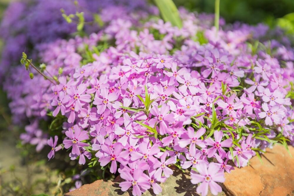 foto: Shutterstock / Mita Stock Images
