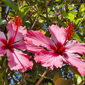 Kako se i kad pravilno orezuje hibiskus? Saveti za veće i lepše cvetove