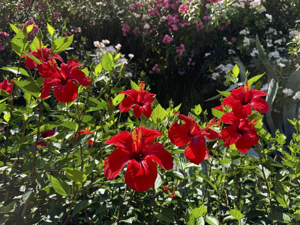 Hibiskus