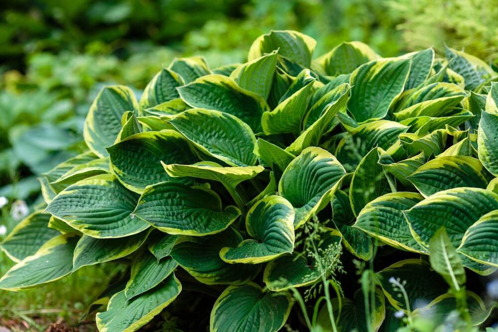 foto: Shutterstock/Flower_Garden