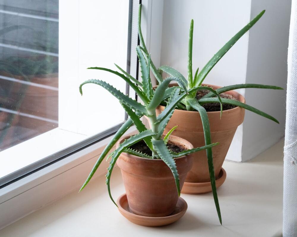 Presađivanje aloe vere u saksiju