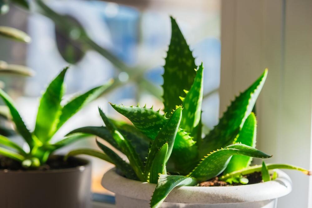 Saveti za negu aloe vere